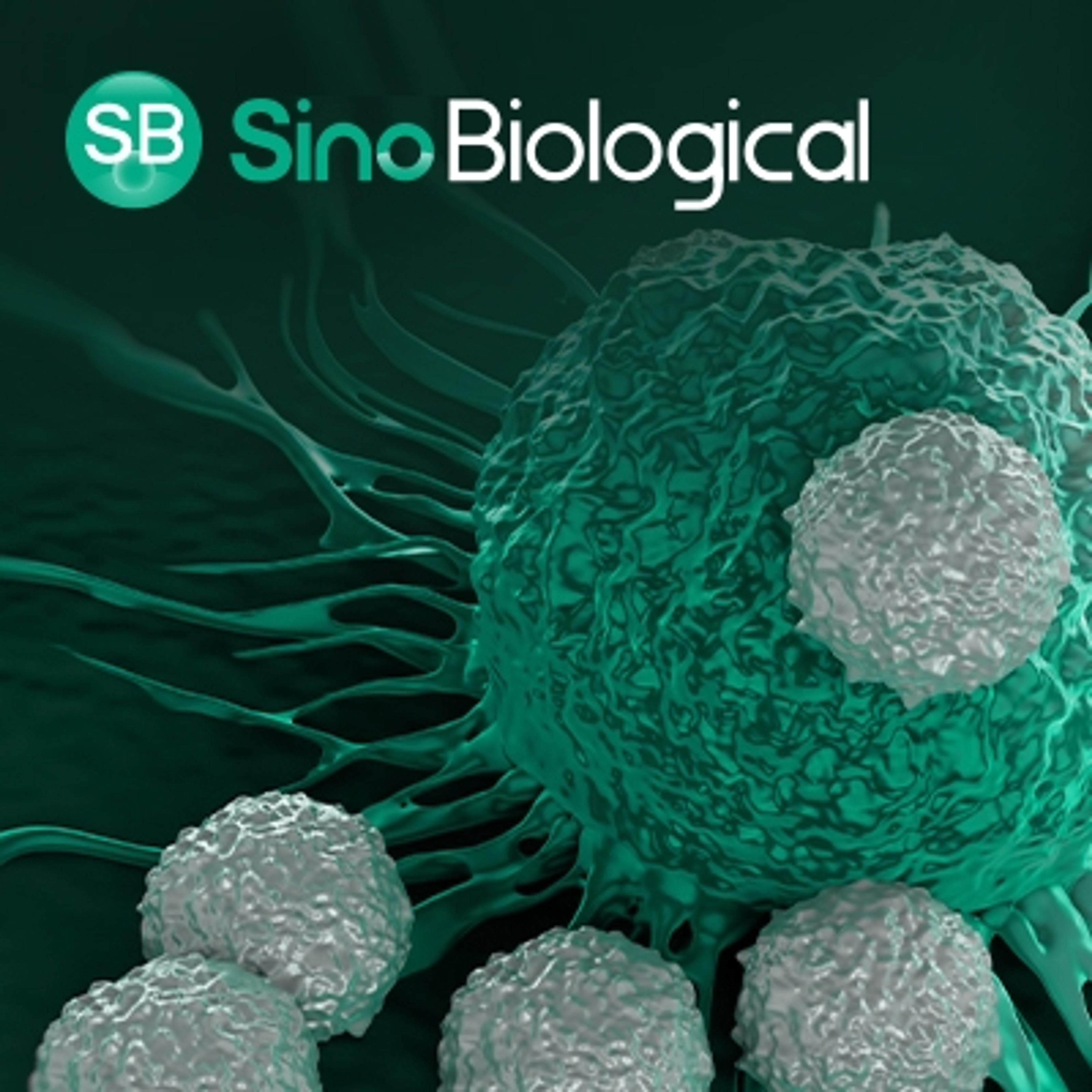 One-stop Research Support for CAR-NK Therapy - Sino Biological - Life Sciences