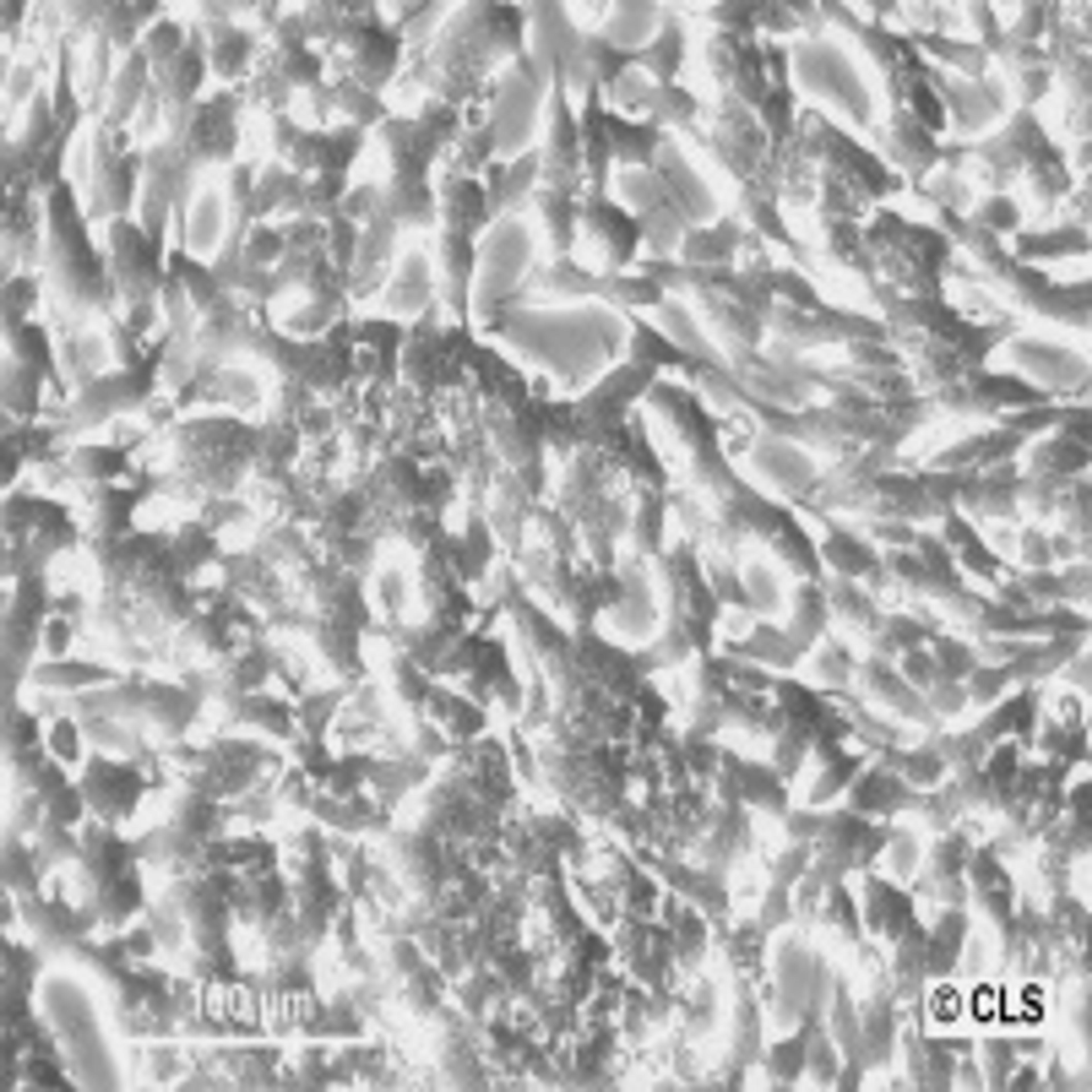 SH-SY5Y - Cell Lines Service GmbH - Life Sciences