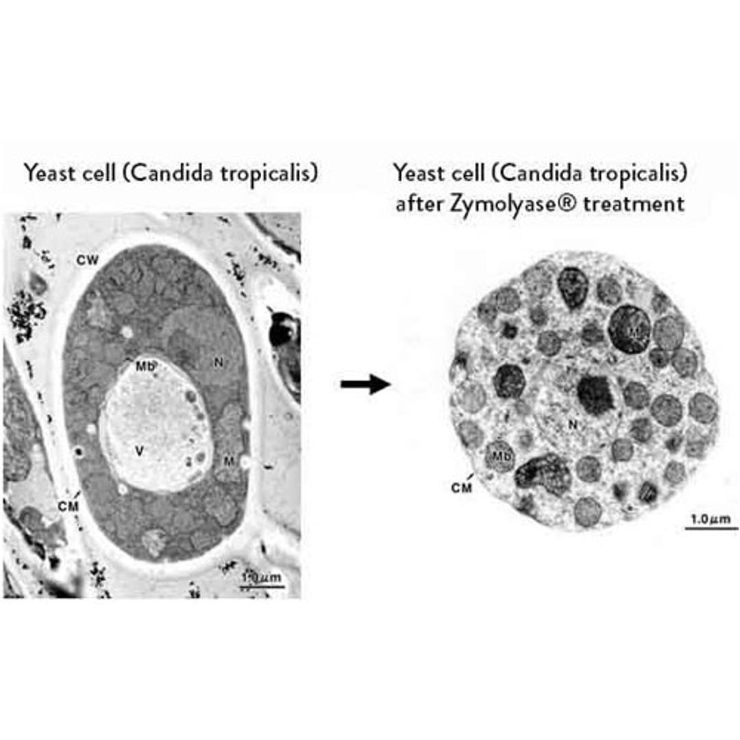 Zymolyase® 20T (Arthrobacter luteus) - AMSBIO