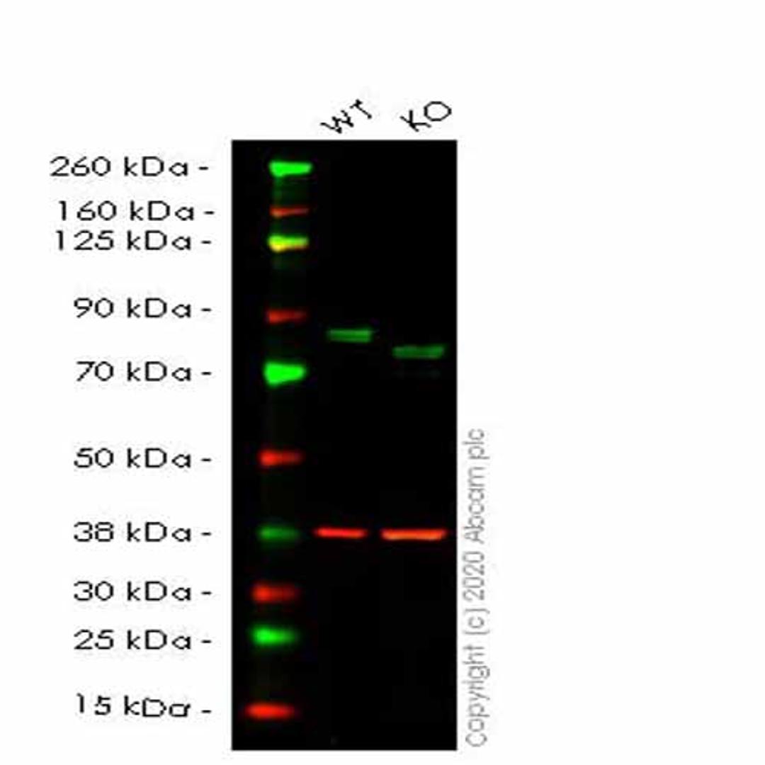 Human WHSC1 (NSD2) knockout HeLa cell line - Abcam plc - Life Sciences