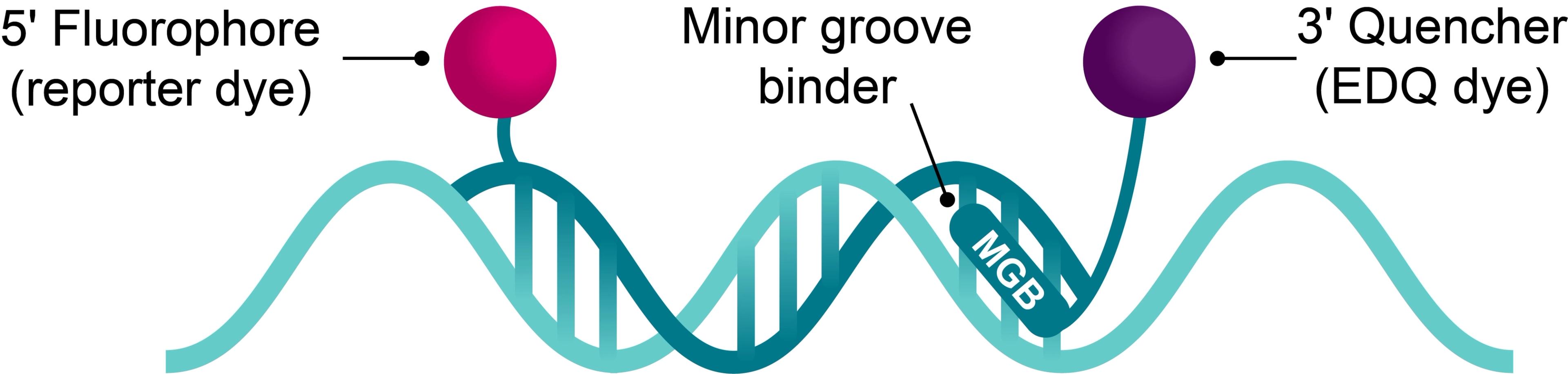 Minor groove binder (MGB) probes - LGC Biosearch Technologies - Life Sciences