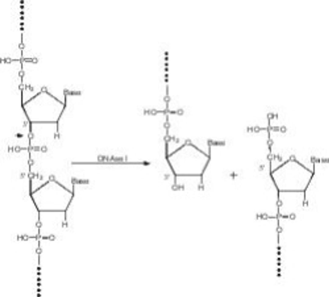 Deoxyribonuclease I from bovine pancreas - Merck KGaA, Darmstadt, Germany - Life Sciences