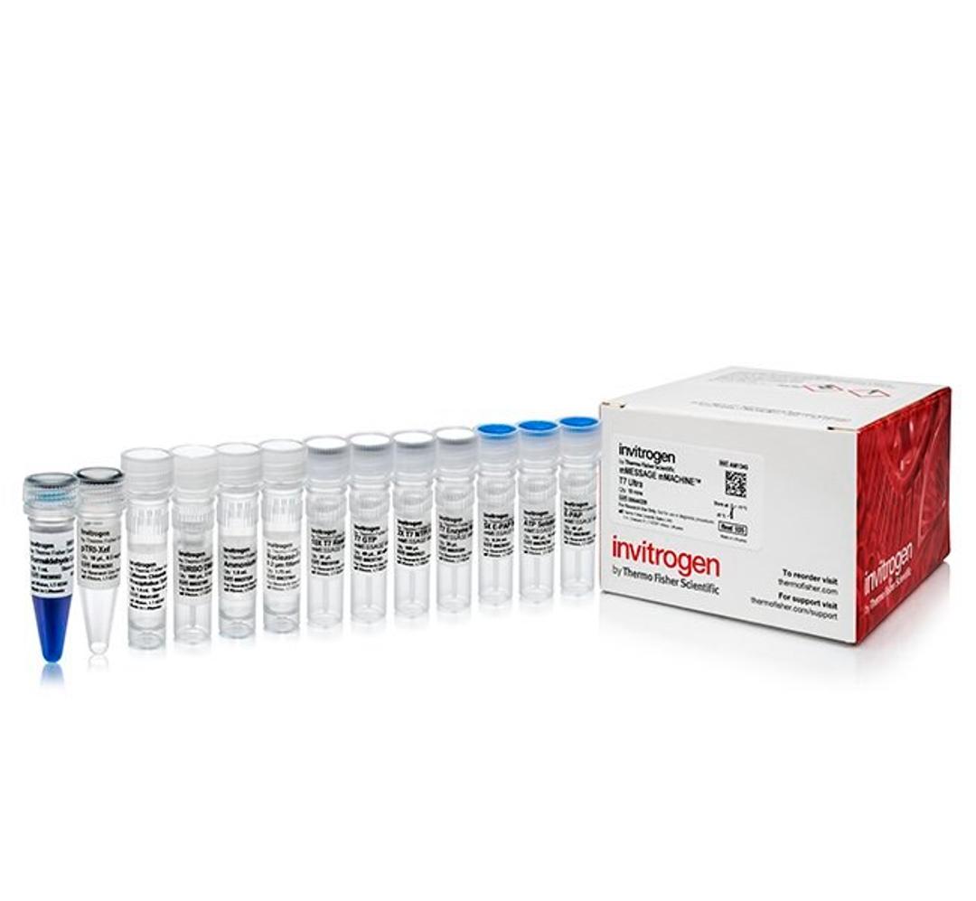 Invitrogen™ mMESSAGE mMACHINE™ T7 ULTRA Transcription Kit - Thermo Fisher Scientific - Life Sciences
