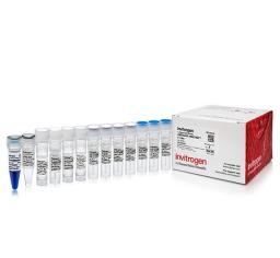 Invitrogen™ mMESSAGE mMACHINE™ T7 ULTRA Transcription Kit - Thermo Fisher Scientific - Life Sciences