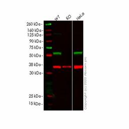 Human UFSP2 knockout HEK293T cell line - Abcam plc - Life Sciences