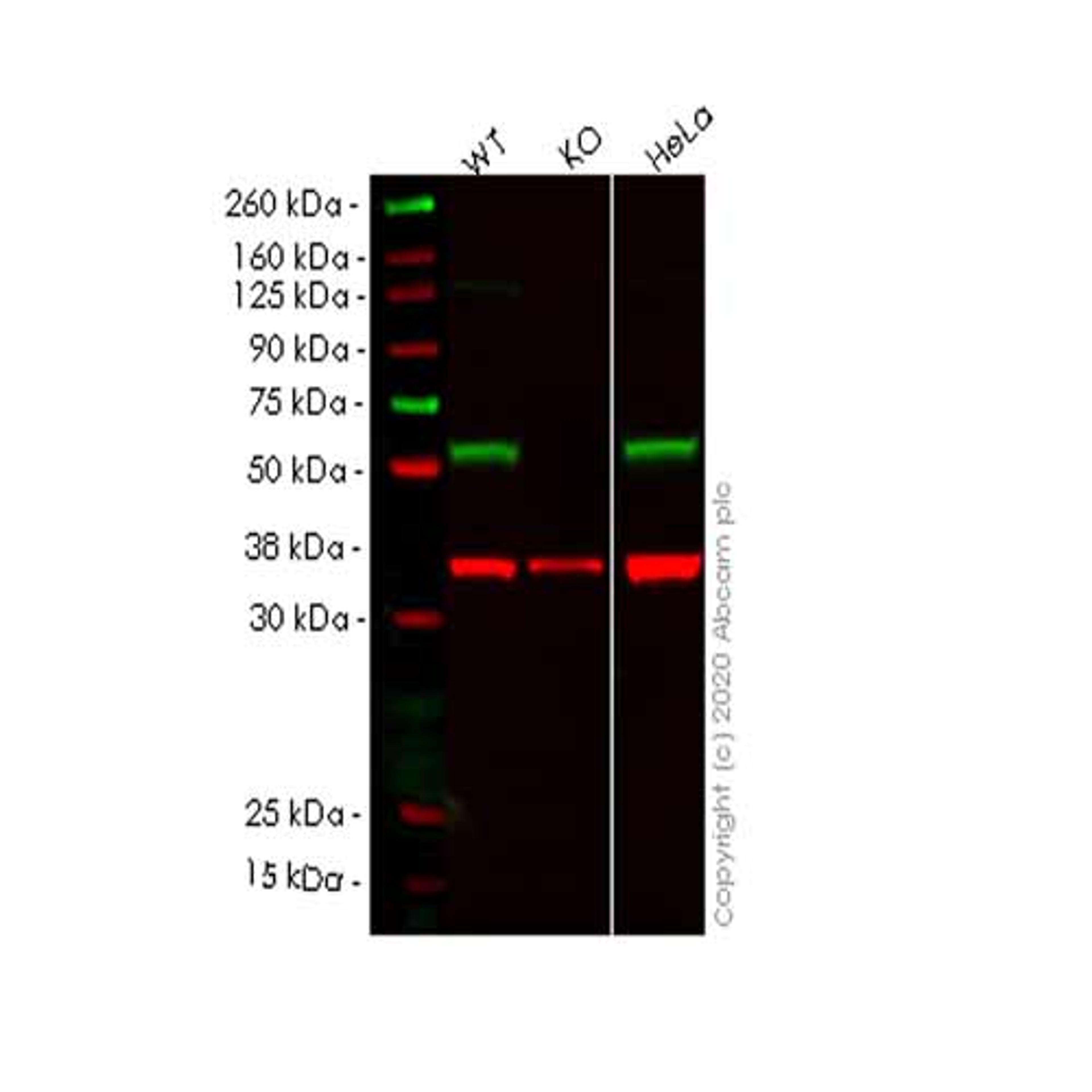 Human UFSP2 knockout HEK293T cell line - Abcam plc - Life Sciences