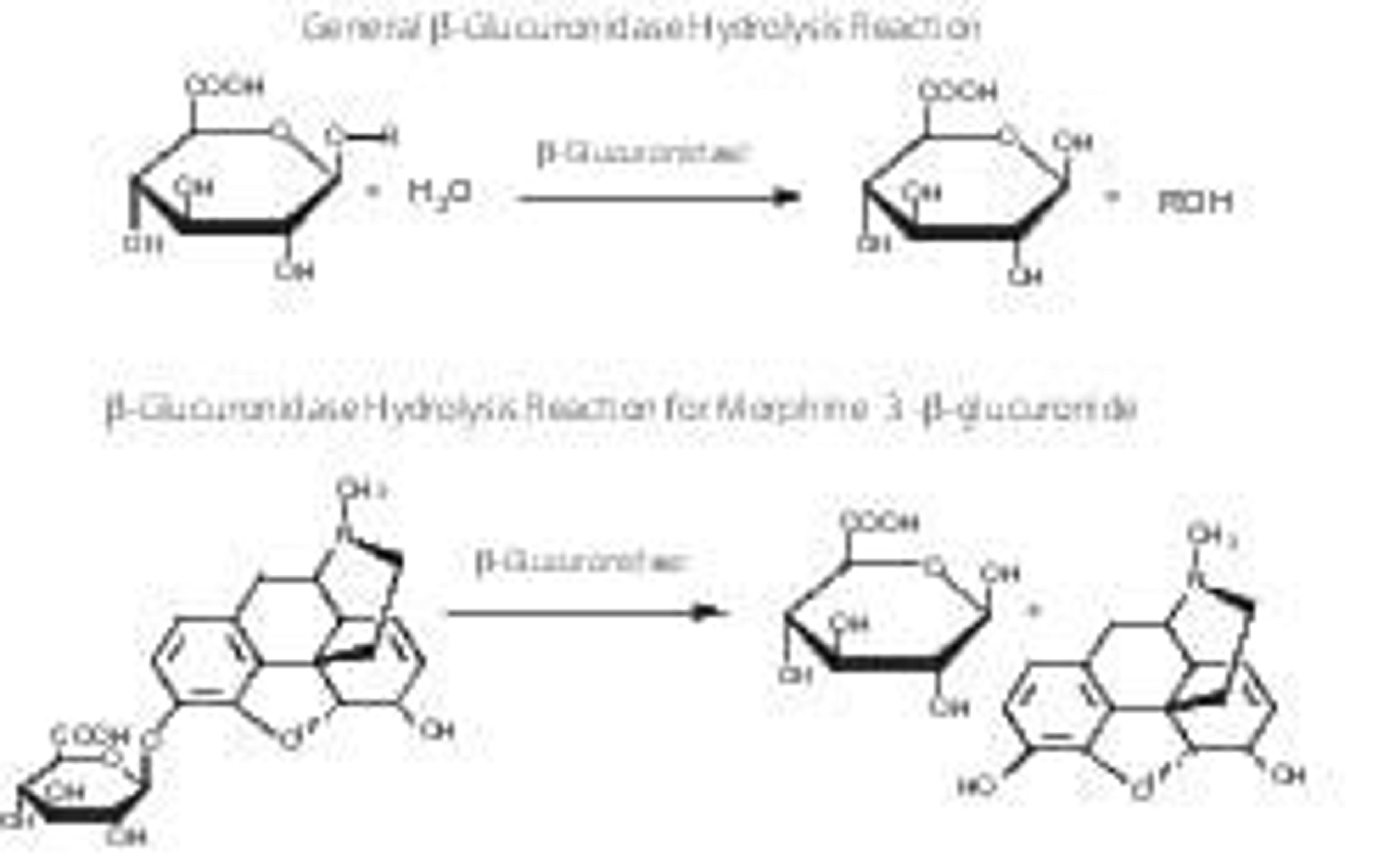 β-Glucuronidase from Escherichia coli - Merck KGaA, Darmstadt, Germany - Life Sciences