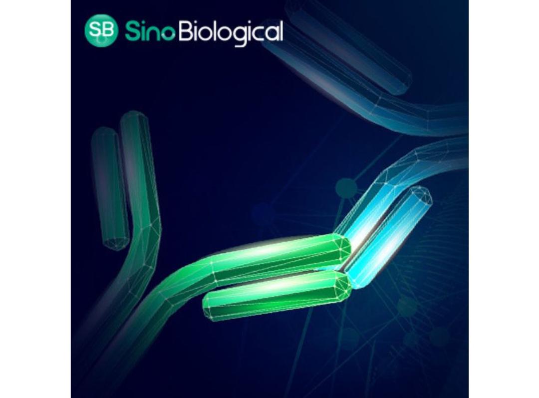 Anti-idiotype Antibody Production Services - Sino Biological - Life Sciences