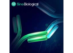 Anti-idiotype Antibody Production Services - Sino Biological - Life Sciences