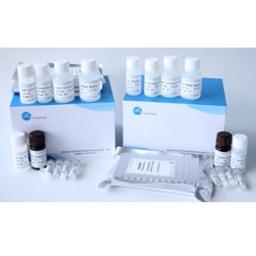 Human CASP3(Caspase-3 ) ELISA Kit - Fine Biotech Co., Ltd.