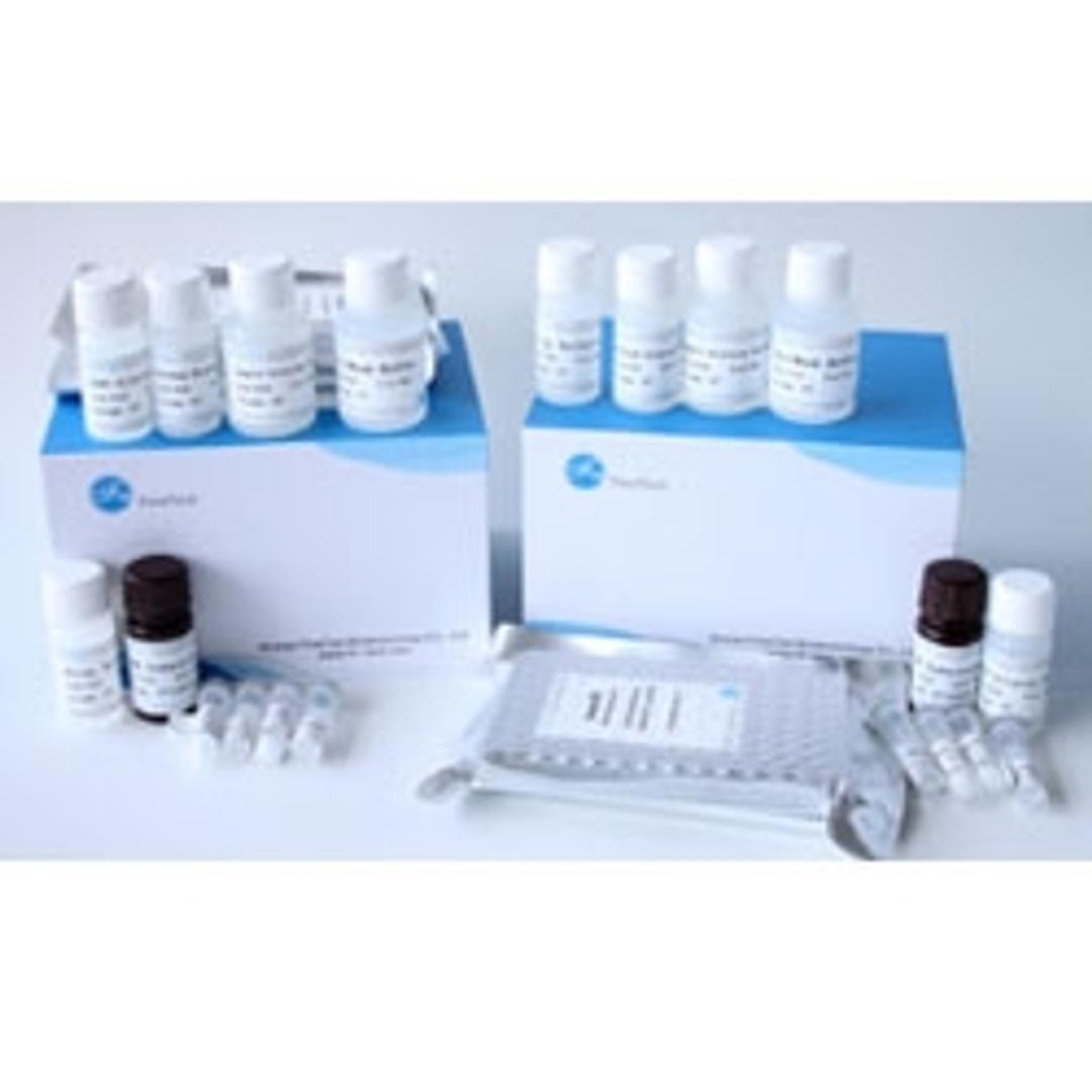 Human CASP3(Caspase-3 ) ELISA Kit - Fine Biotech Co., Ltd.