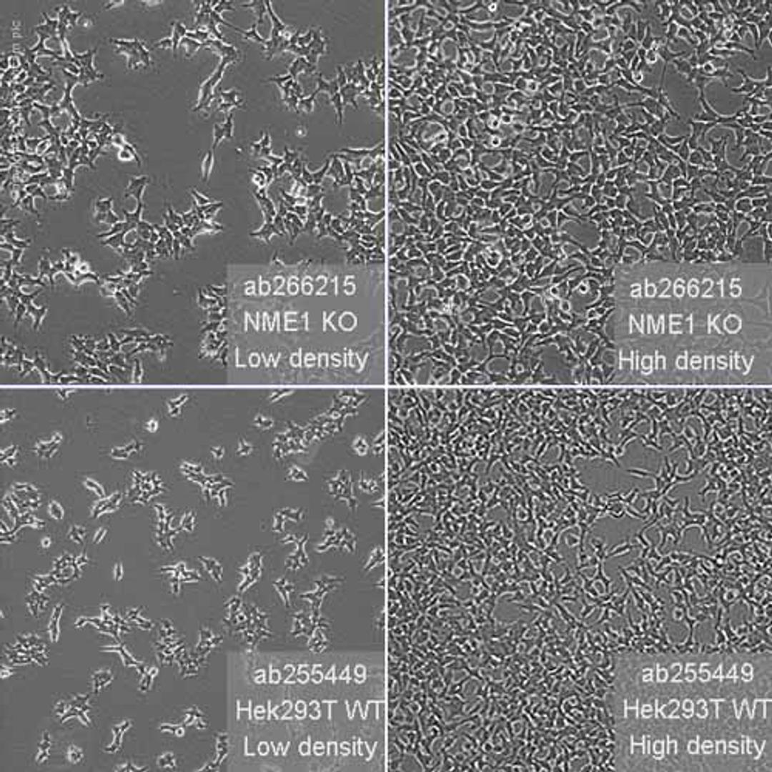 Human NME1 (NM23A) knockout HEK293T cell line - Abcam plc - Life Sciences