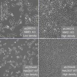 Human NME1 (NM23A) knockout HEK293T cell line - Abcam plc - Life Sciences