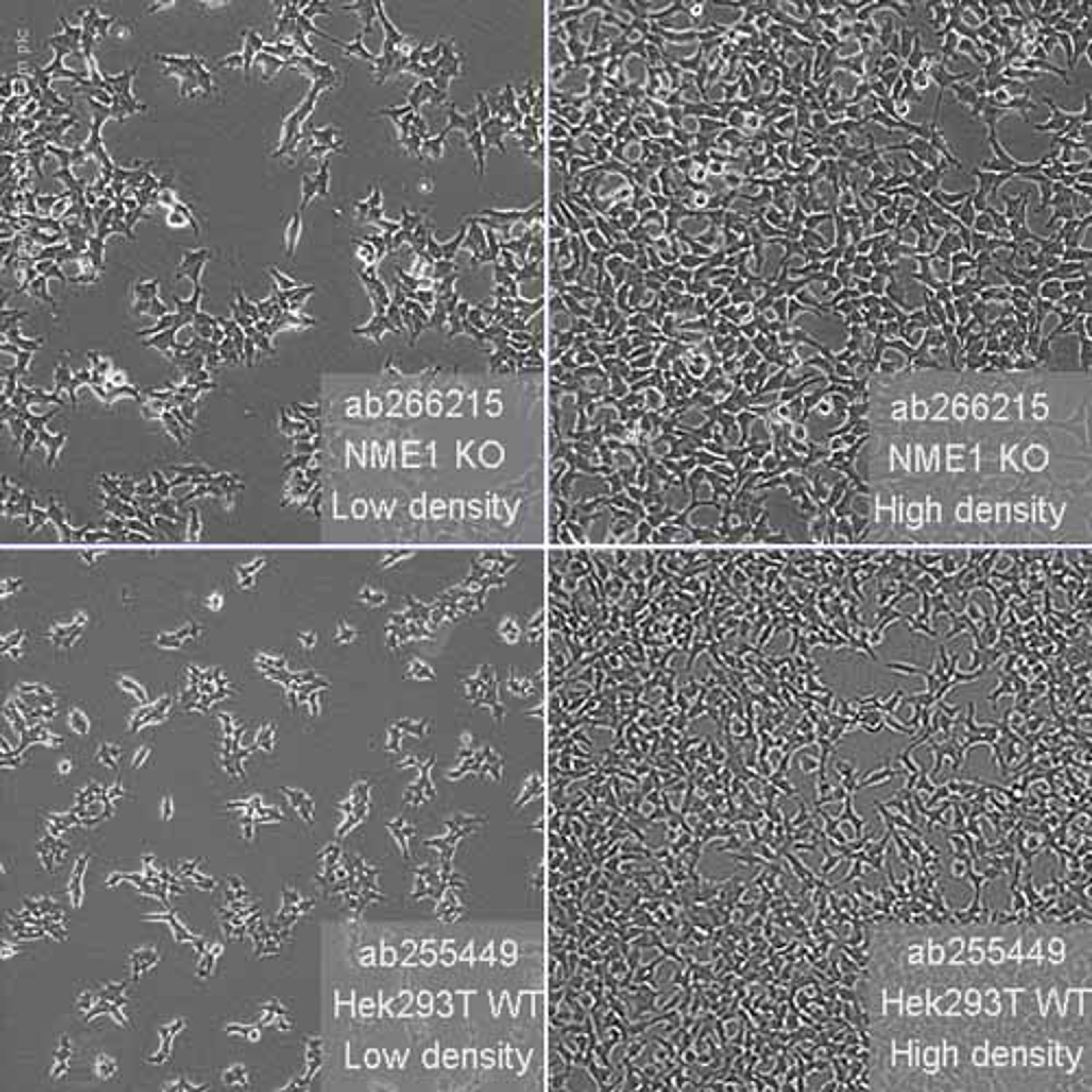 Human NME1 (NM23A) knockout HEK293T cell line - Abcam plc - Life Sciences