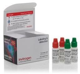 Invitrogen™ CellEvent™ Caspase 3/7 Green Ready Flow™ Reagent - Thermo Fisher Scientific - Life Sciences