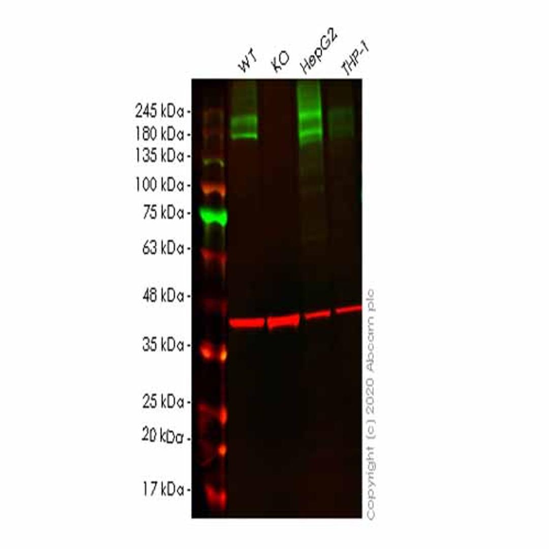 Human ATP2B1 (PMCA1) knockout HeLa cell line - Abcam plc - Life Sciences