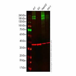 Human ATP2B1 (PMCA1) knockout HeLa cell line - Abcam plc - Life Sciences
