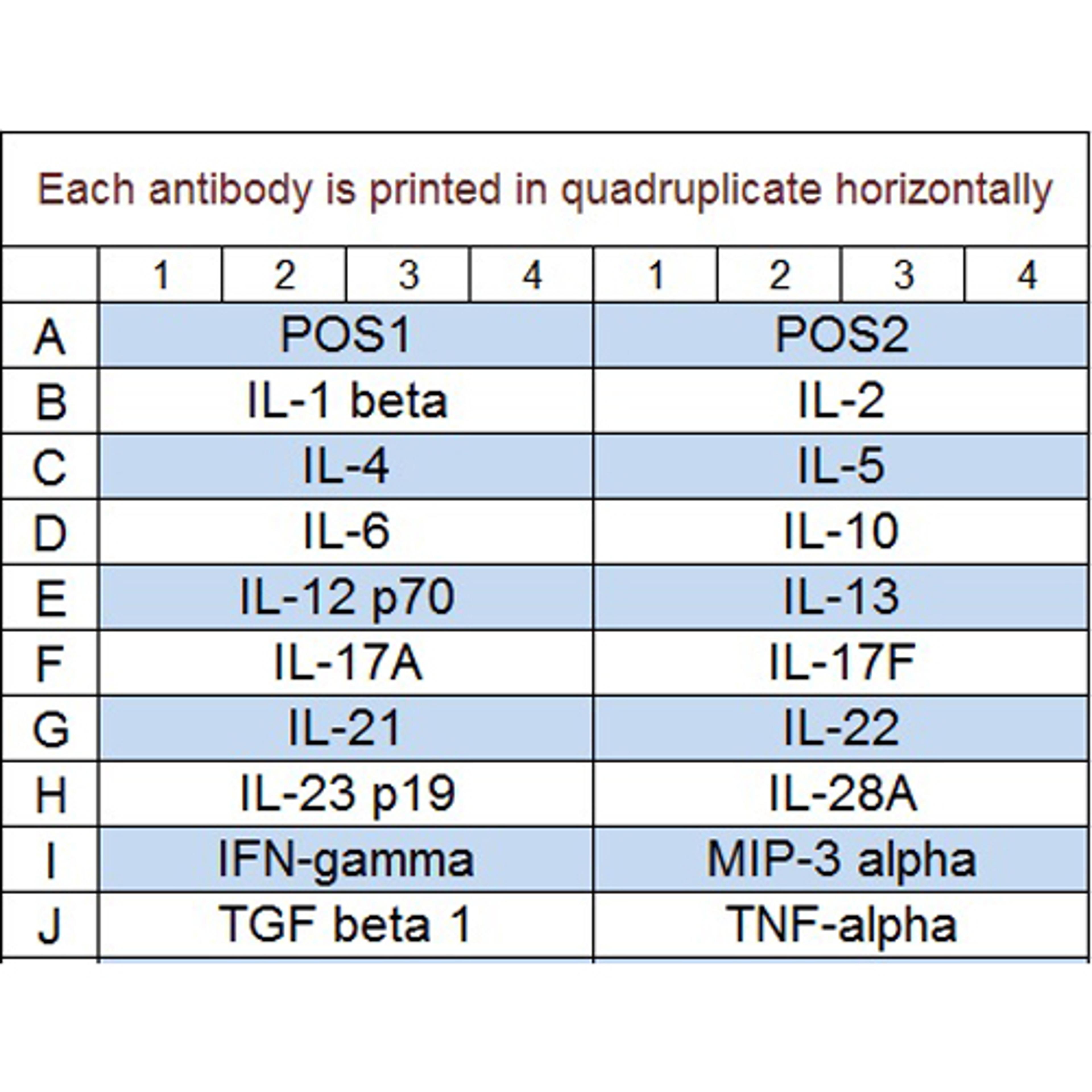 Mouse Th1/Th2/Th17 Array Q1 - RayBiotech Inc. - Life Sciences