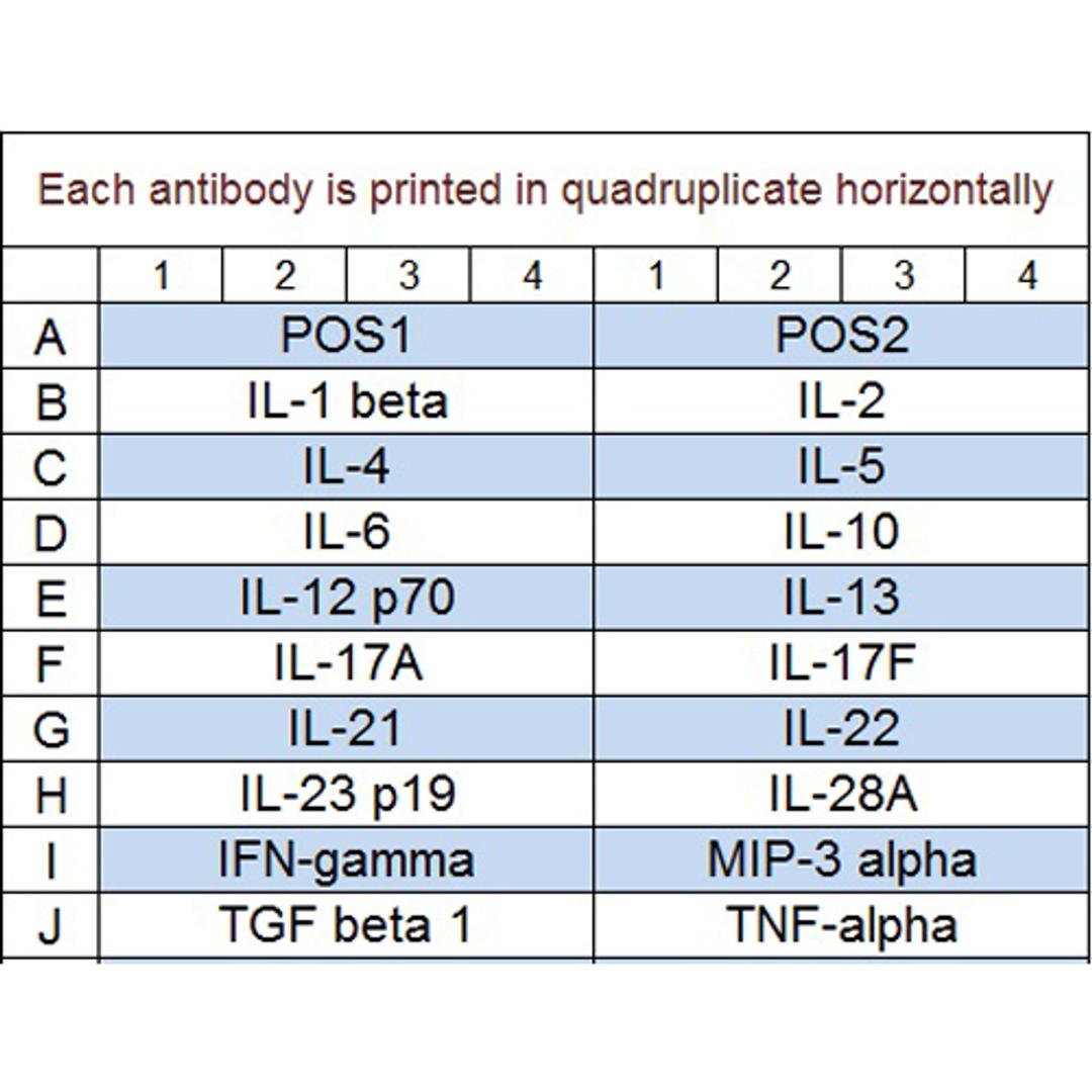 Mouse Th1/Th2/Th17 Array Q1 - RayBiotech Inc. - Life Sciences