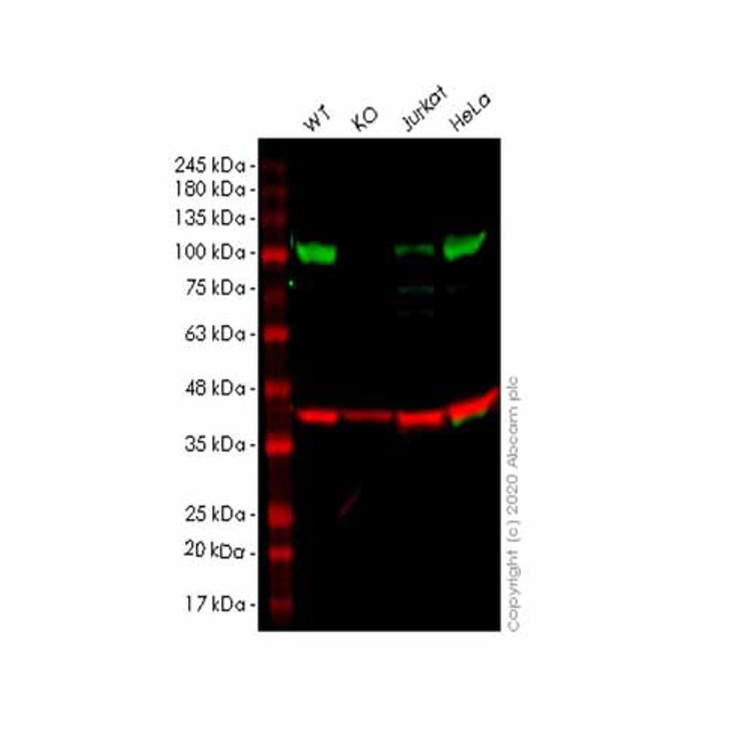 Human BRD3 knockout HEK293T cell line - Abcam plc - Life Sciences