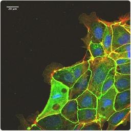 iMatrix Recombinant Laminin E8 Fragments - AMSBIO - Life Sciences