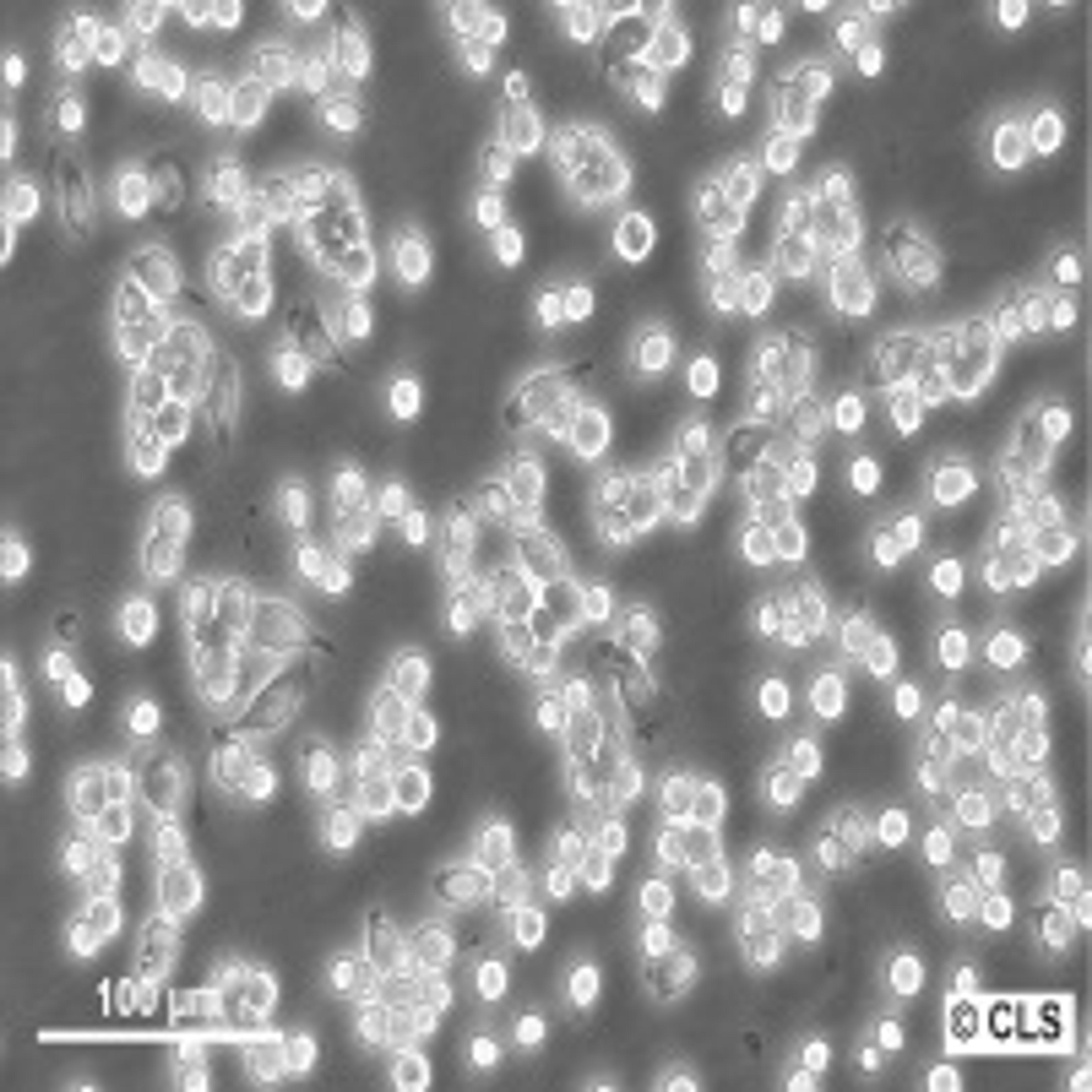 RAW 264.7 - Cell Lines Service GmbH - Life Sciences