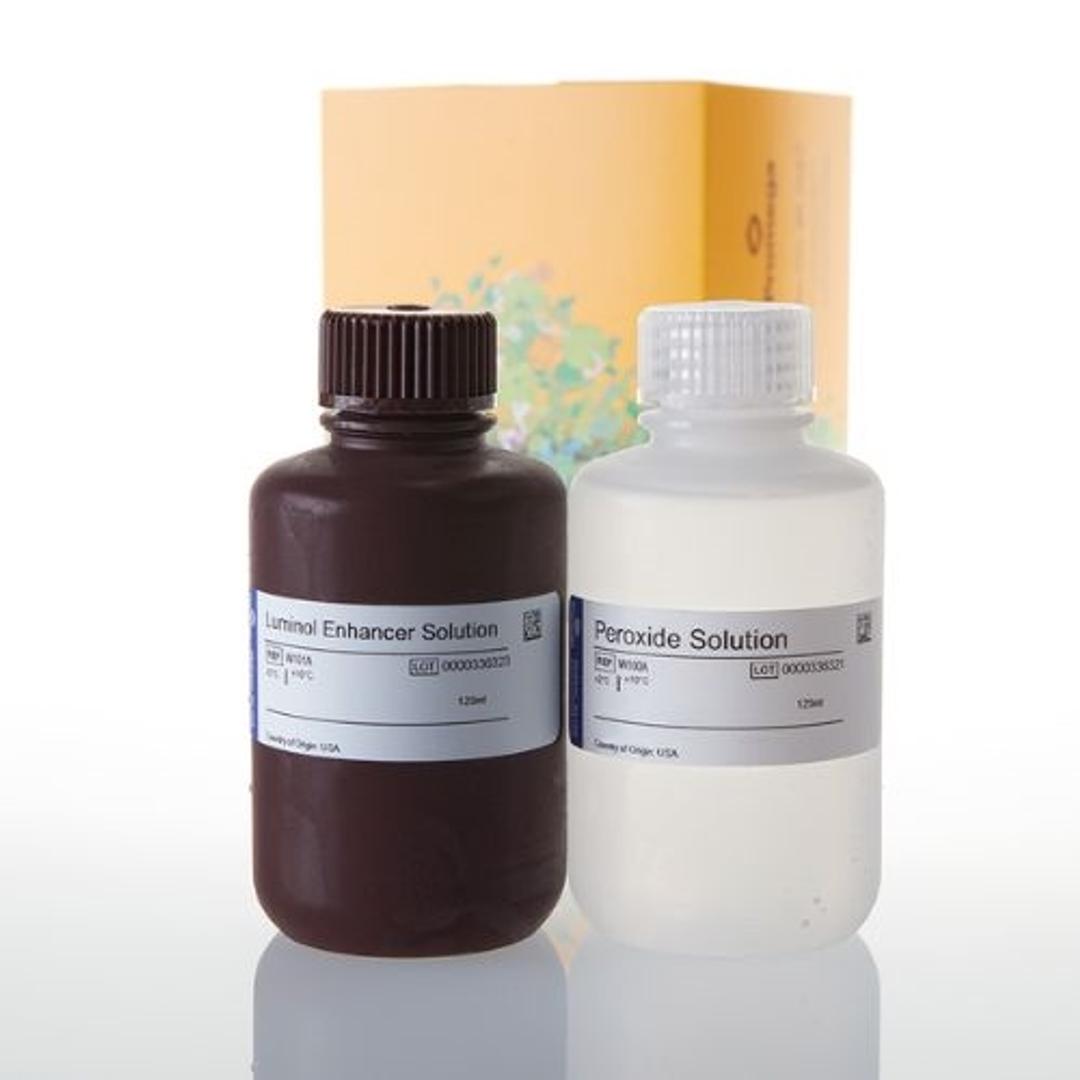 ECL Western Blotting Substrate - Promega Corp. - Life Sciences