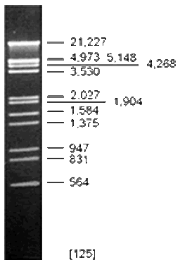 DNA Digest Markers - Thermo Fisher Scientific - Life Sciences