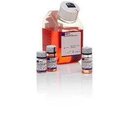 Gibco™ PSC Dopaminergic Neuron Differentiation Kit - Thermo Fisher Scientific