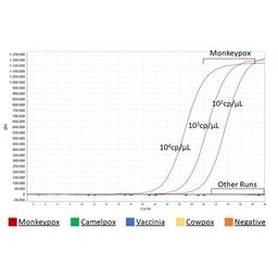 Monkeypox Virus (MPXV) PCR Nucleic Acid Detection Kit - RayBiotech Inc. - Clinical Diagnostics