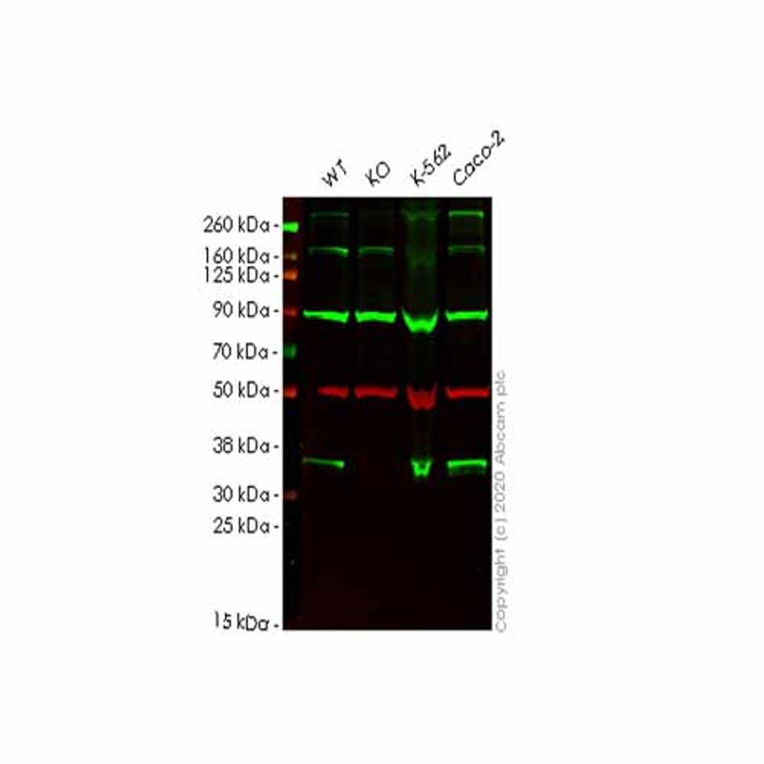 Human TXNL1 knockout HEK293T cell line - Abcam plc - Life Sciences