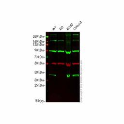Human TXNL1 knockout HEK293T cell line - Abcam plc - Life Sciences