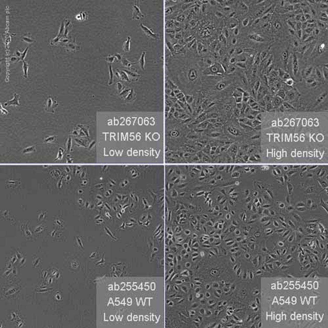 Human TRIM56 knockout A549 cell line - Abcam plc - Life Sciences