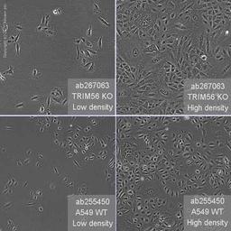 Human TRIM56 knockout A549 cell line - Abcam plc - Life Sciences