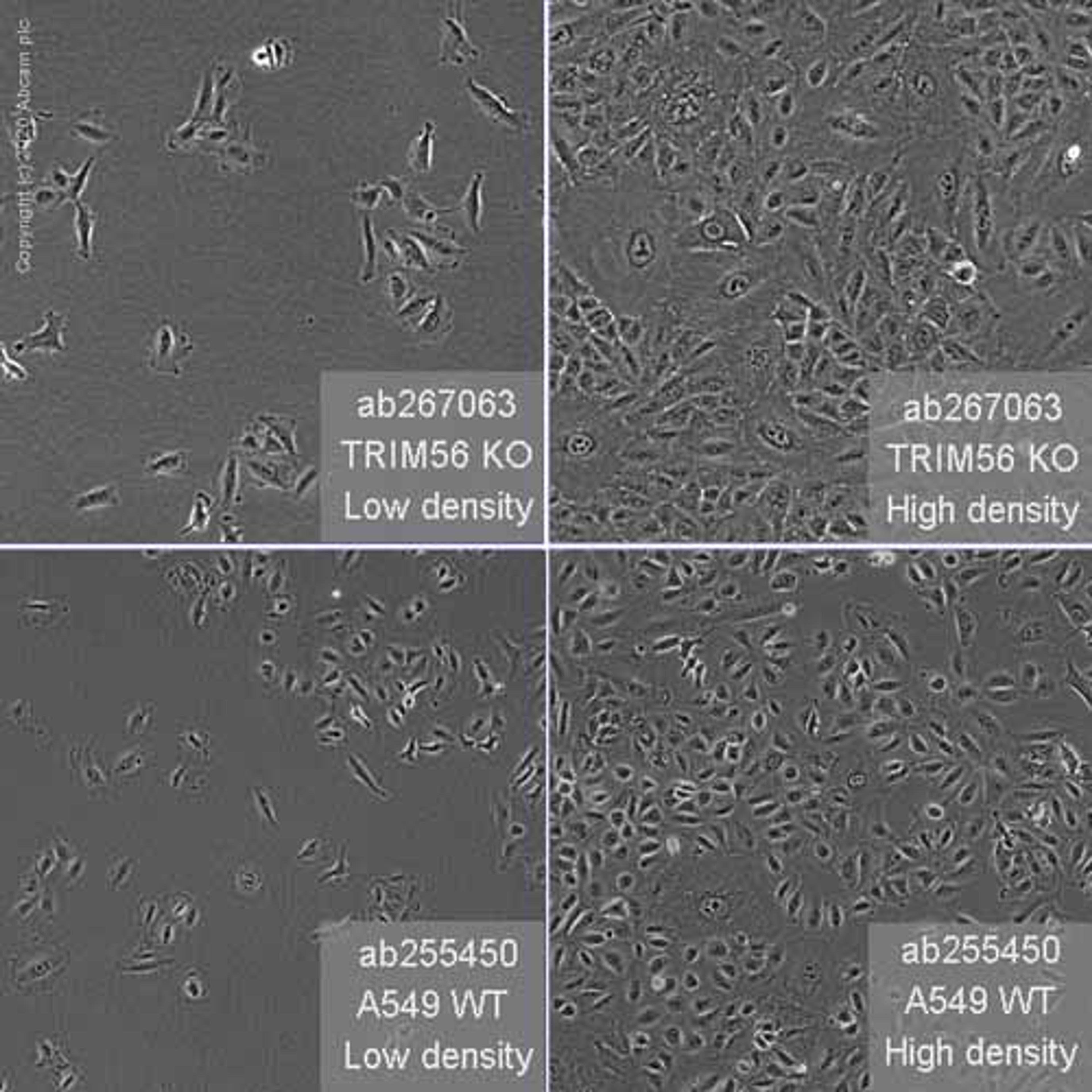 Human TRIM56 knockout A549 cell line - Abcam plc - Life Sciences
