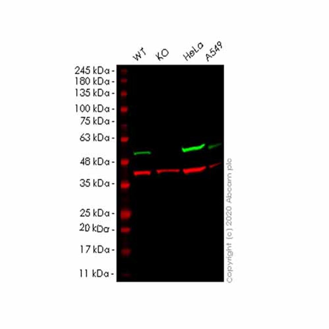 Human FLOT2 (Flotillin 2/ESA) knockout HEK293T cell line - Abcam plc - Life Sciences