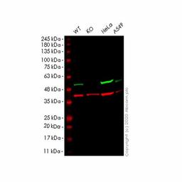 Human FLOT2 (Flotillin 2/ESA) knockout HEK293T cell line - Abcam plc - Life Sciences