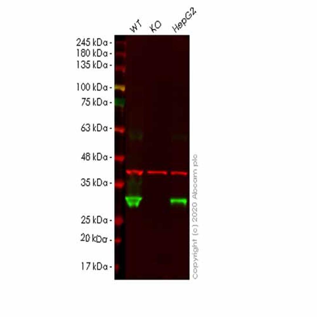 Human PRDX4 (Peroxiredoxin 4) knockout HEK293T cell line - Abcam plc - Life Sciences