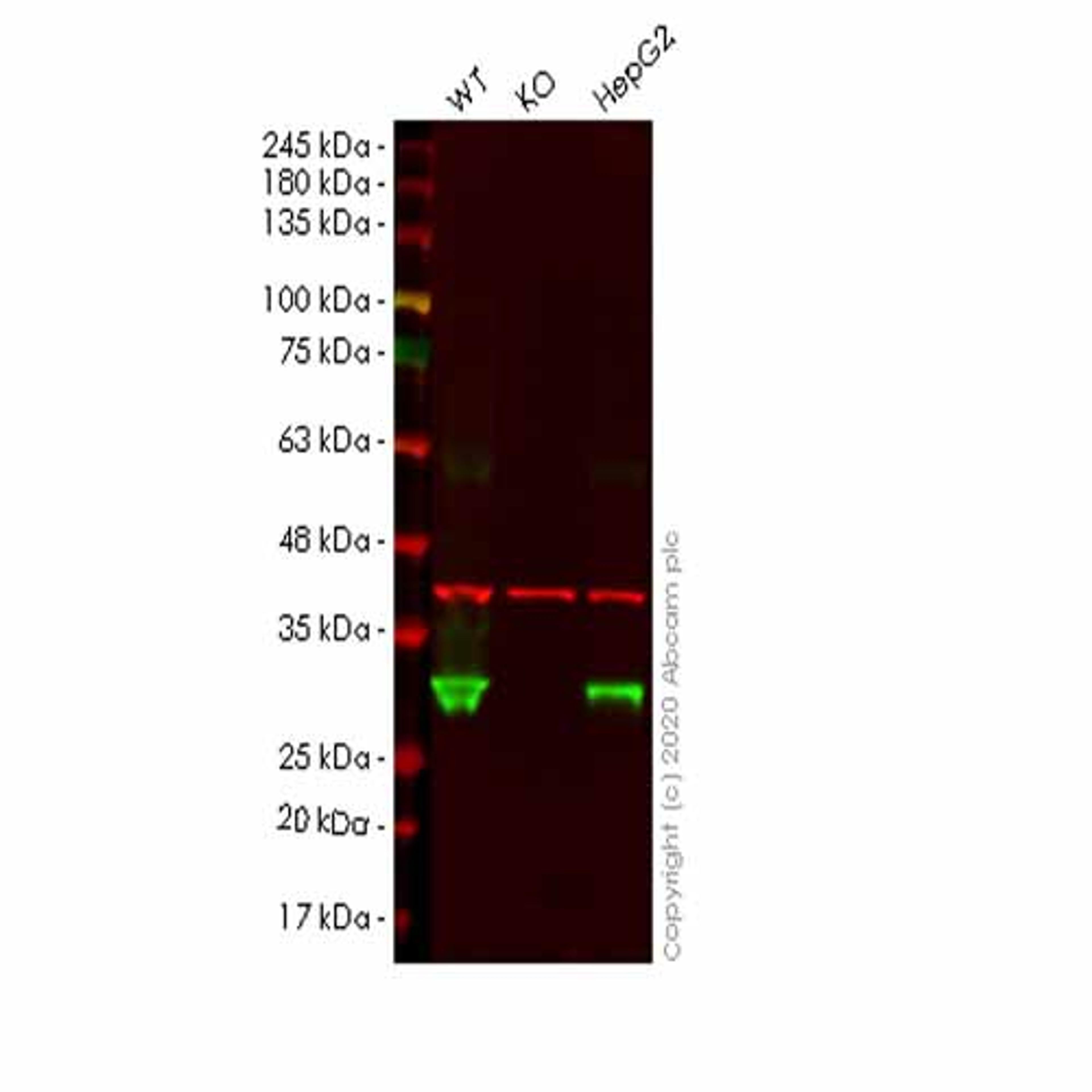Human PRDX4 (Peroxiredoxin 4) knockout HEK293T cell line - Abcam plc - Life Sciences