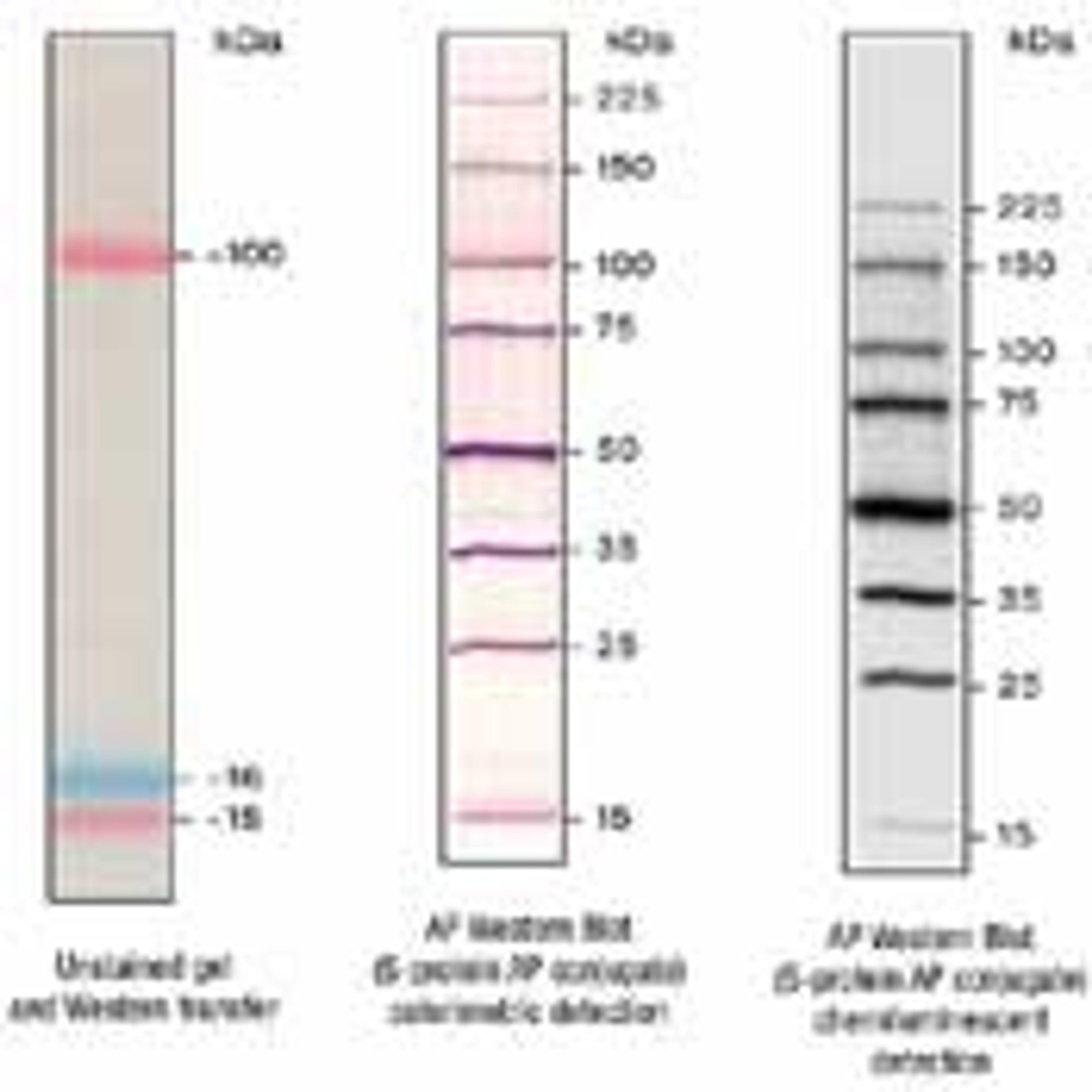 Trail Mix™ Western Markers - Merck - Life Sciences