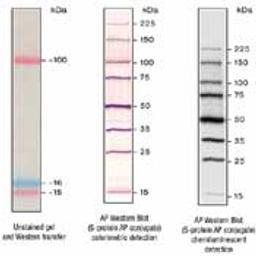 Trail Mix™ Western Markers - Merck - Life Sciences