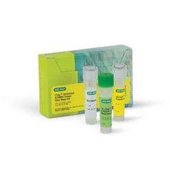 iTaq™ Universal SYBR® Green One-Step Kit, 100 x 20 µl rxns, 1 ml - Bio-Rad - Life Sciences
