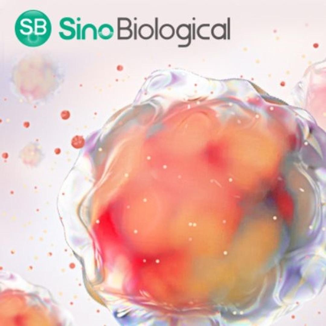 Cytokines for Immune Cell Culture - Sino Biological - Life Sciences