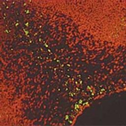 ApopTag® Fluorescein In Situ Apoptosis Detection Kit - Merck - Life Sciences