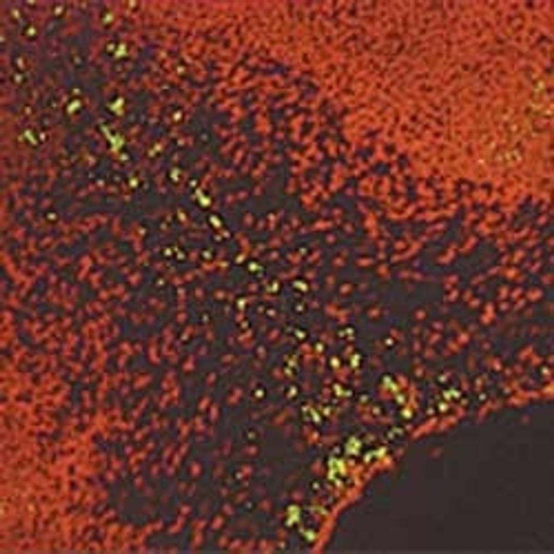 ApopTag® Fluorescein In Situ Apoptosis Detection Kit - Merck - Life Sciences
