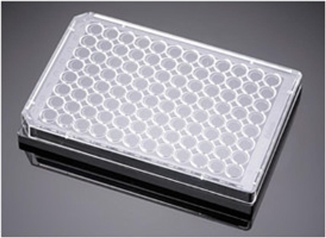 Corning® BioCoat™ Angiogenesis System: Endothelial Cell Tube Formation, 96-well Black Multiwell Microplate, 5/Case - Corning Life Sciences - Life Sciences