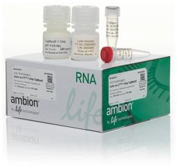 Ambion® Cells-to-CT™ Kits - Thermo Fisher Scientific - Life Sciences