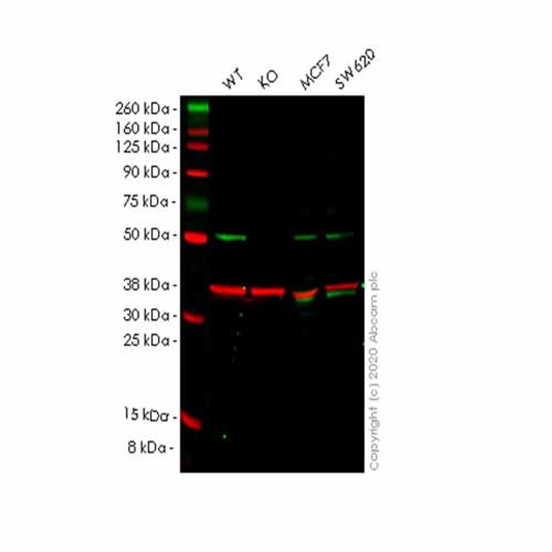 Human RAD23B (hHR23b) knockout HeLa cell line - Abcam plc - Life Sciences