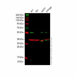 Human RAD23B (hHR23b) knockout HeLa cell line - Abcam plc - Life Sciences