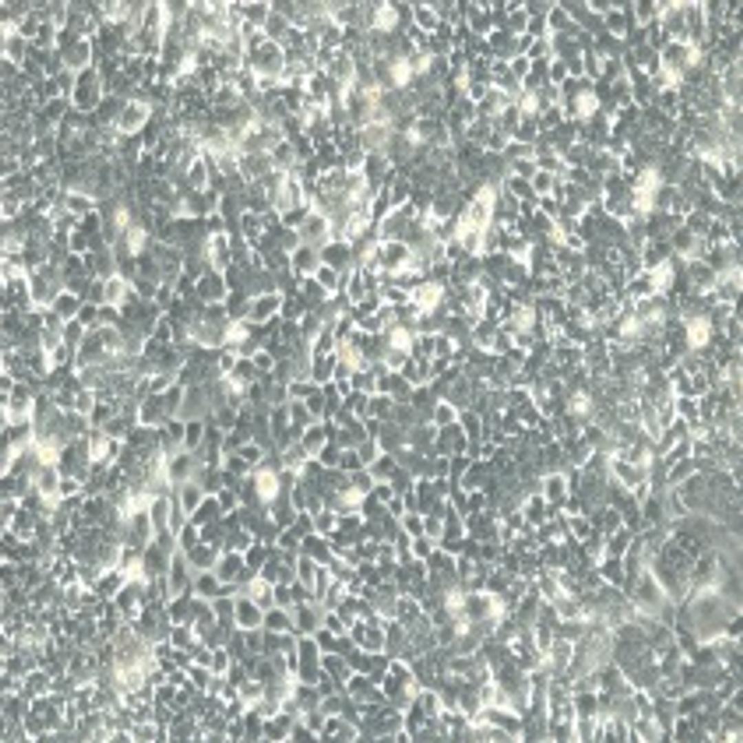 HCT116 - Cell Lines Service GmbH - Life Sciences